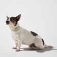 Furry & Co Weatherproof Collar for Dogs (Matcha Latte) Fashion