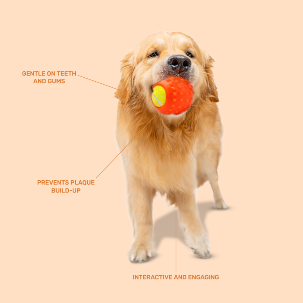 Kibbo Non Toxic Tennis Rubber Ball Chew Toy for Dogs and Cat (Orange) Online