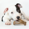 Benebone Bacon Flavored Dental and Wishbone Chew Toys for Puppy Sale