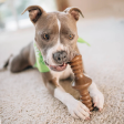 Benebone Bacon Flavored Zaggler Rolling Chew Toy for Dogs Online Sale