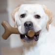 Benebone Maple Wood Flavored Stick Chew Toy for Dogs Online now