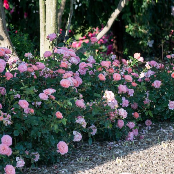 Apricot Drift® Rose For Sale