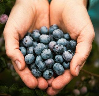 3-in-1 Blueberry Bush (Northern Highbush) Online Sale