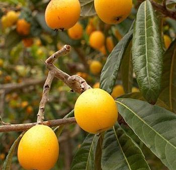 Loquat  Japanese Plum  Tree Online