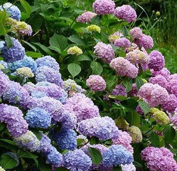 Endless Summer® Hydrangea Shrub Hot on Sale