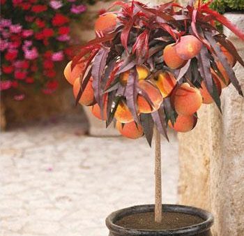 Bonfire Patio Peach Tree Online Hot Sale