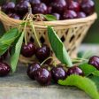 Bing Cherry Tree Online now