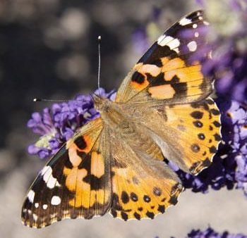 Black Knight Butterfly Bush Supply