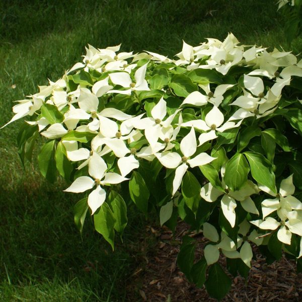 White Kousa Dogwood Cheap