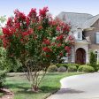 Arapaho Crape Myrtle Online