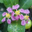 Barbados  Acerola  Cherry Tree Hot on Sale