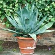 Blue American Agave Plant Online Hot Sale