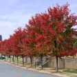 Autumn Blaze® Red Maple Tree Cheap