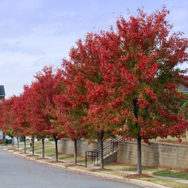 Autumn Blaze® Red Maple Tree Cheap