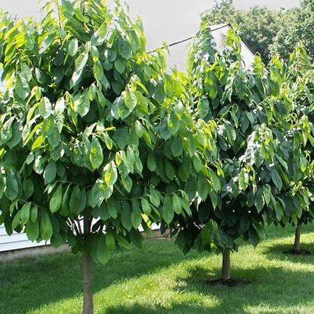 American Paw Paw Tree Discount