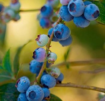 Toro Blueberry Bush For Discount