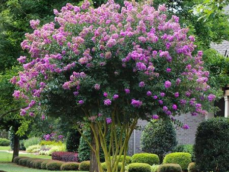 Muskogee Crape Myrtle Tree Hot on Sale