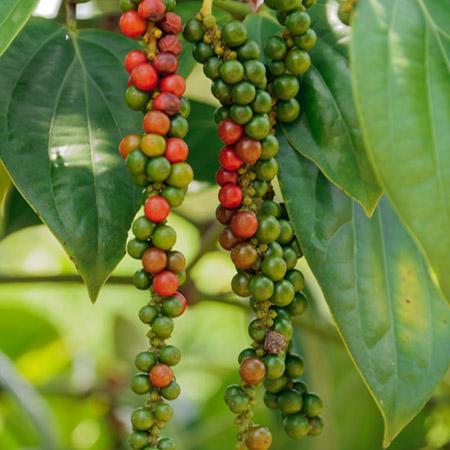 Black Pepper Plant For Sale