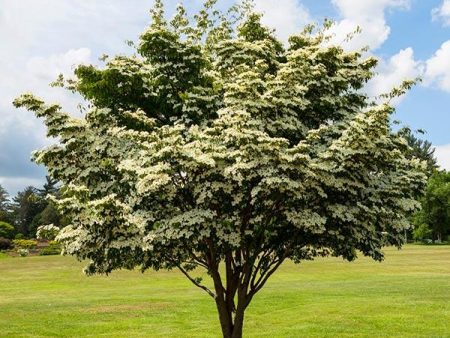 White Kousa Dogwood Cheap