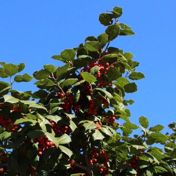 American Holly Online Hot Sale