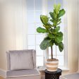 Fiddle-Leaf Fig Tree Hot on Sale