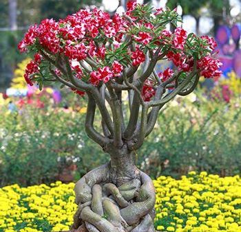 Desert Rose  Adenium  For Cheap