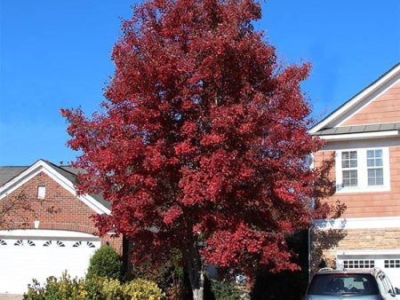 American Red Maple Tree For Sale