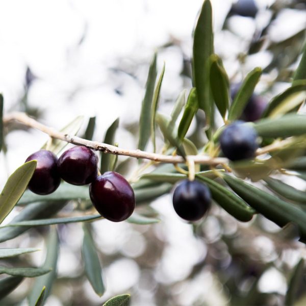 Arbequina Olive Tree Online Sale