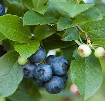 Aurora Blueberry Bush Sale