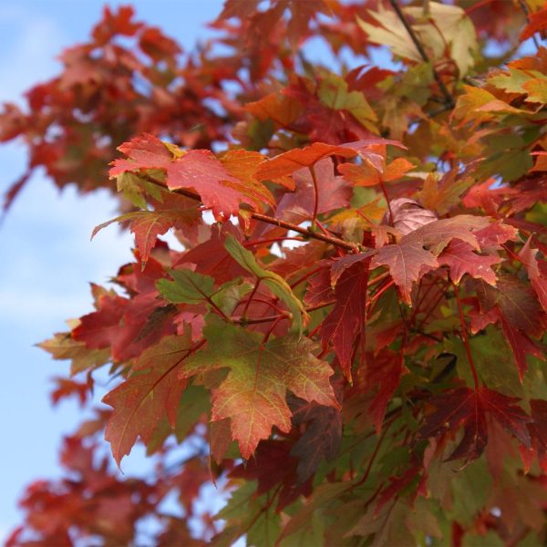 Autumn Blaze® Red Maple Tree Cheap