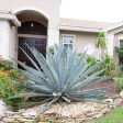 Blue American Agave Plant Online Hot Sale