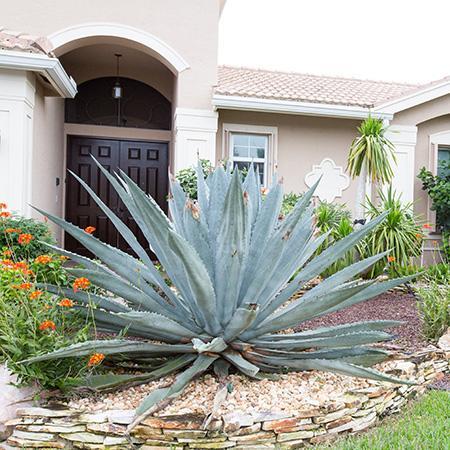 Blue American Agave Plant Online Hot Sale