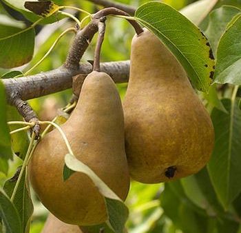 Bosc Pear Online Sale