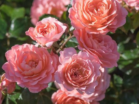 Apricot Drift® Rose For Sale