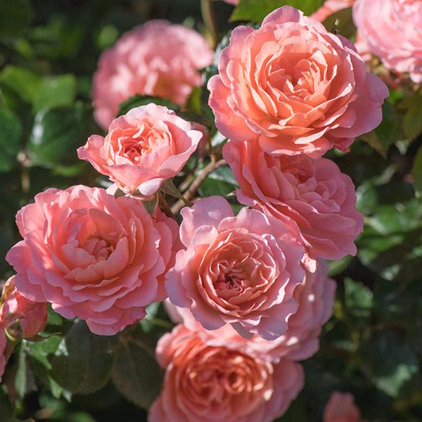 Apricot Drift® Rose For Sale