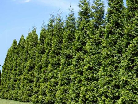 Thuja Green Giant Hot on Sale