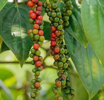 Black Pepper Plant For Sale