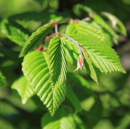 American Elm Tree Online now