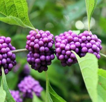 American Beautyberry Online