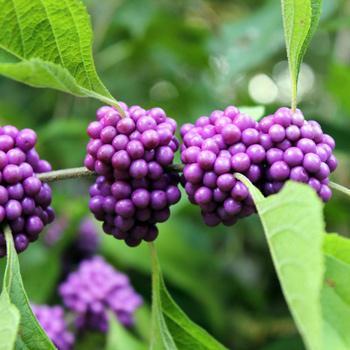 American Beautyberry Online