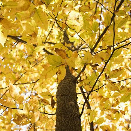 American Beech on Sale