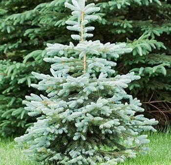 Blue Wonder Spruce Tree Online