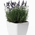 Phenomenal™ Lavender Plant Online