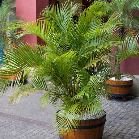 Areca Palm Tree Online now