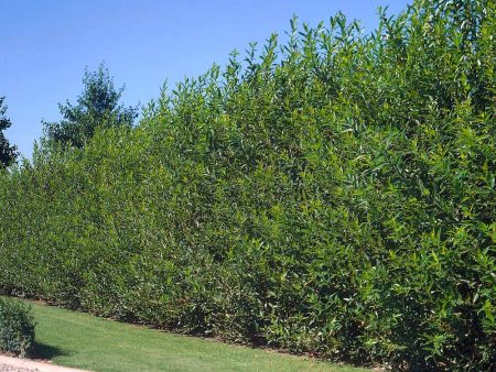 Willow Hybrid Tree Online