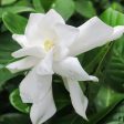 Frost Proof Gardenia Shrub For Cheap