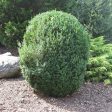 American Boxwood Shrub Discount