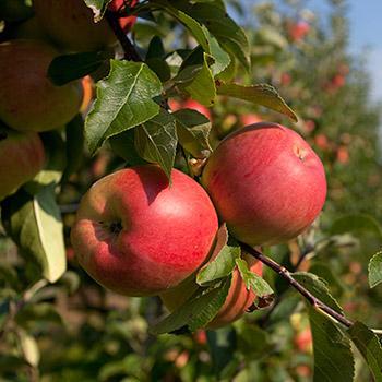 Anna Apple Tree on Sale