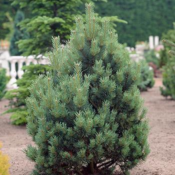 Austrian Pine Tree Hot on Sale