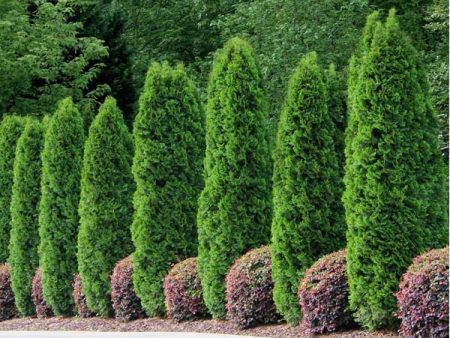 Emerald Green Arborvitae For Discount